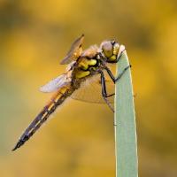 2008 (5) MAY Four-Spotted Chaser 